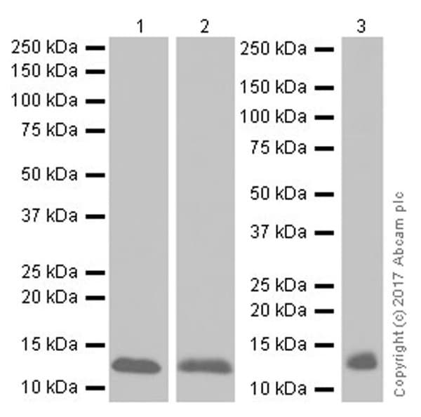 Hemoglobin Subunit Beta Antibody Epr20614 Bsa And Azide Free Ab240390  Western Blot Img136716