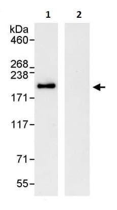 Eea1 Antibody Ab264245  Immunoprecipitation Img67975