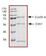 Recombinant human CDK1 + Cyclin A2 protein(ab64299)