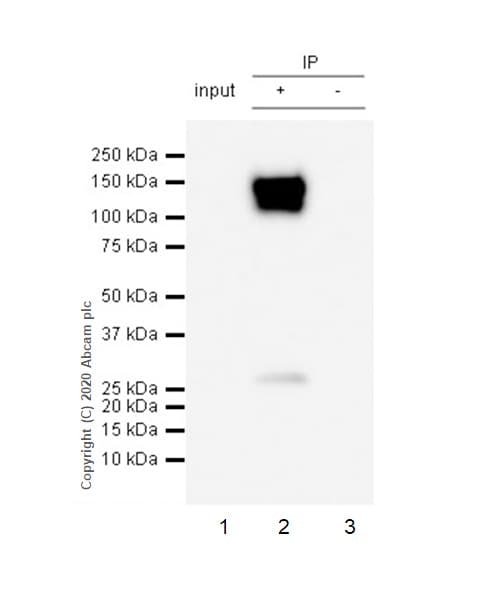 Anti-CD31 antibody [RM1006](AB281583)