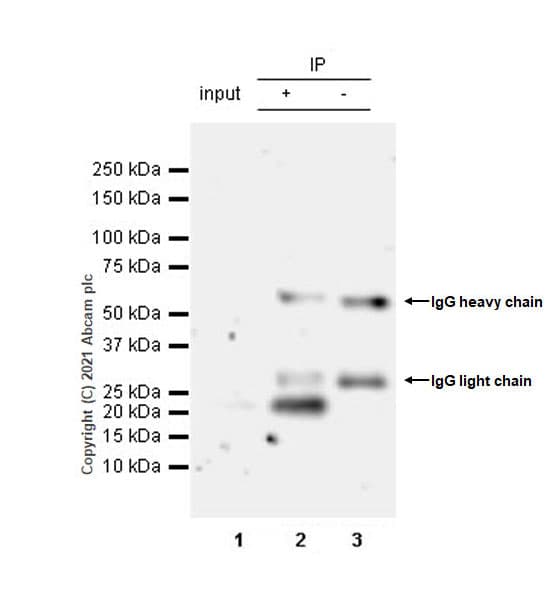Anti-MAX antibody [EPR19352] - ChIP Grade - BSA and Azide free(AB236028)