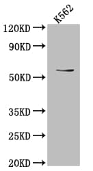 Anti-UAP1 antibody [1F2](AB314019)