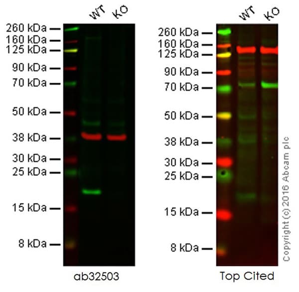 Anti-Bax antibody [E63](AB32503)