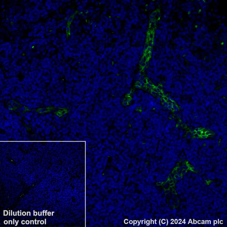 Alexa Fluor 488 Madcam1 Antibody Epr27223 58 Ab318243  Immunohistochemistry Formalin Pfa Fixed Paraffin Embedded Sections Img433273