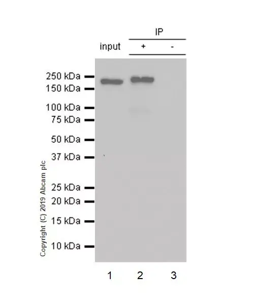 Anti-BRG1 antibody [EPNCIR111A](AB110641)
