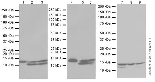 Anti-RBX1 antibody [EPR20185](AB221548)