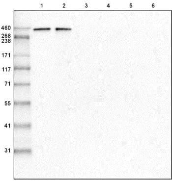 Anti-LAMA1 antibody [CL3087](AB210954)