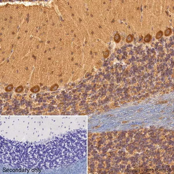 Anti-VEGFA antibody [VG-1](AB1316)