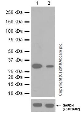 Anti-Caspase-3 antibody [EPR18297](AB184787)