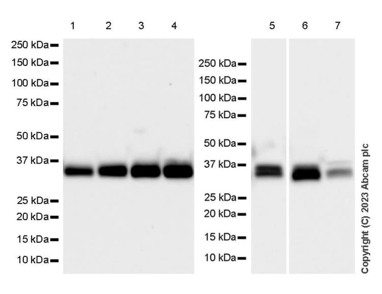 Anti-MTCO1 antibody [1D6E1A8](AB14705)