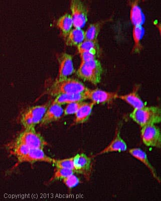 Hsp70 Antibody N27f3 4 Ab47454  Immunocytochemistry Immunofluorescence Img43264