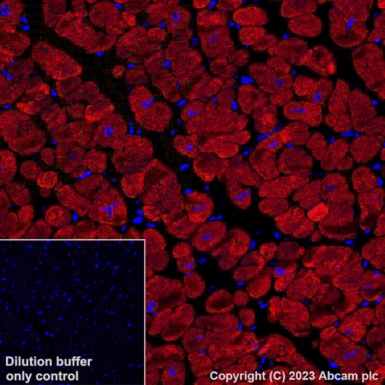 Alexa Fluor® 647 Anti-Myosin (MYH 1/2) antibody [A4.1025](AB315963)