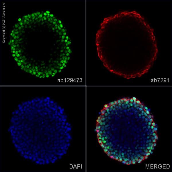 Klf4 Antibody Ab129473  Immunocytochemistry Immunofluorescence Img182742