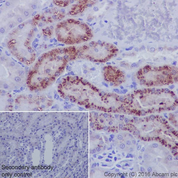 Anti-Niemann Pick C2 antibody [EPR19993] - BSA and Azide free(AB271975)