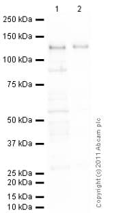 Anti-pan Cadherin antibody [mAbcam22744](AB22744)