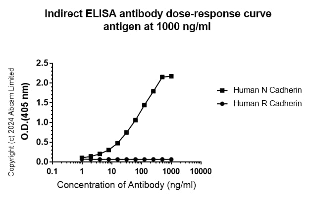 Anti-N Cadherin antibody [EPR29626-10](AB321897)