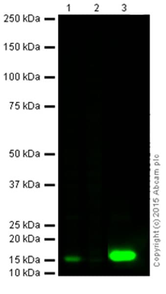 Anti-Cleaved Caspase-3 antibody [E83-77](AB32042)