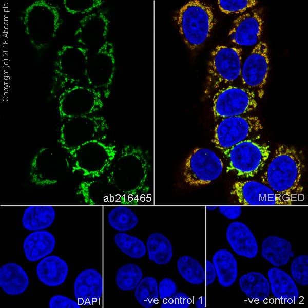 Abat Gaba T Antibody Epr20842 Bsa And Azide Free Ab233702  Immunocytochemistry Immunofluorescence Img128937