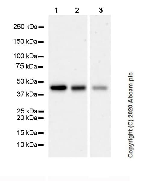 Anti-BRN3A antibody [EPR23257-285](AB245230)