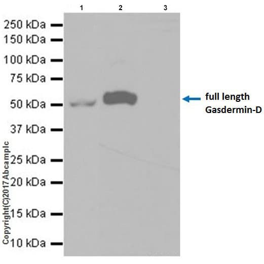 Anti-GSDMD antibody [EPR19828] - BSA and Azide free(AB225867)