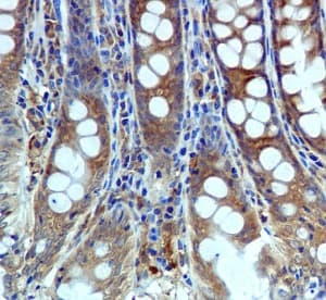 Usp10 Antibody Epr4261 Bsa And Azide Free Ab239953  Immunohistochemistry Formalin Pfa Fixed Paraffin Embedded Sections Img40581