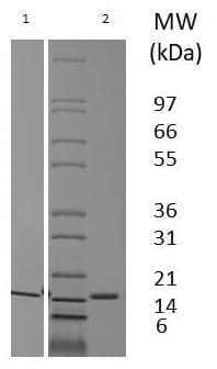 Recombinant pig Flt3 ligand/Flt3L protein(AB233680)