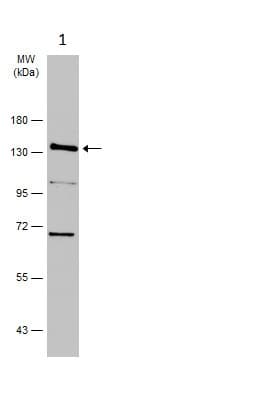 Anti-Dnmt3a antibody - N-terminal(AB228691)
