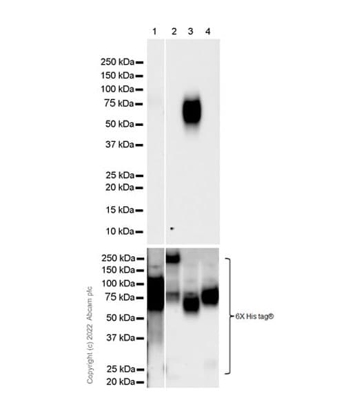 Ceacam6 Antibody Epr4403 Bsa And Azide Free Ab235139  Western Blot Img432468