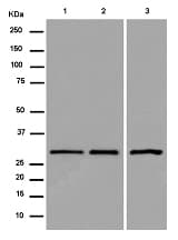 Psme2 Antibody Epr14931 Bsa And Azide Free Ab250700  Western Blot Img105975
