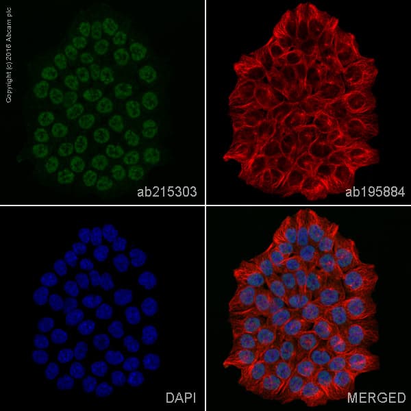 Alexa Fluor 555 Mlh1 Antibody Epr3894 Ab215303  Immunocytochemistry Immunofluorescence Img126749