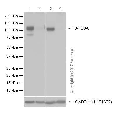 Anti-ATG9A antibody [EPR2450(2)](AB108338)