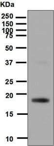 Anti-VEGFB antibody [EPR4554] - BSA and Azide free