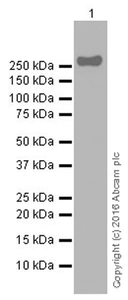 Anti-Tenascin C antibody [EPR4219](AB108930)