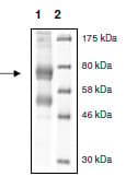 Recombinant human KDM6B / JMJD3 protein(AB196420)