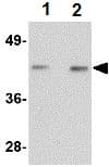 Nos 1 Antibody Ab106535  Western Blot Img24672