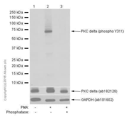 Pkc Delta Phospho Y311 Antibody Epr2609y Bsa And Azide Free Ab247449  Western Blot Img23530