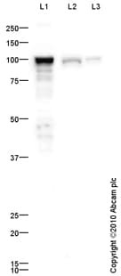 Anti-ALDH1L1 antibody - Astrocyte Marker(AB87117)
