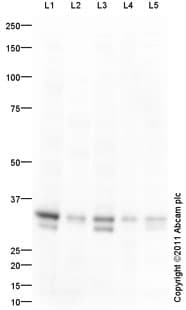 Anti-GOLPH3/MIDAS antibody(ab98023)