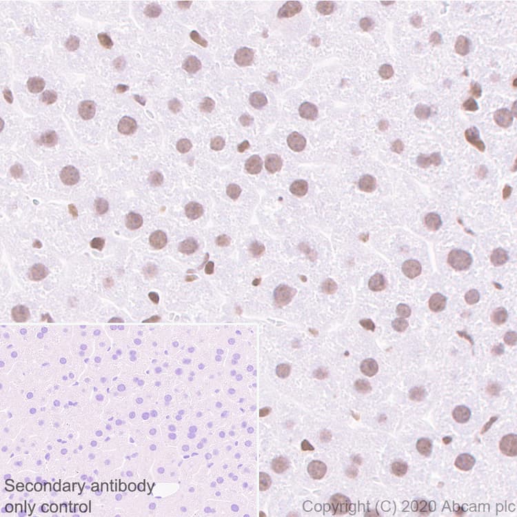 Anti-HDAC1 antibody [EPR23847-170](AB280198)