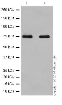 Srp72 Antibody Epr17143 Ab200199  Western Blot Img153152