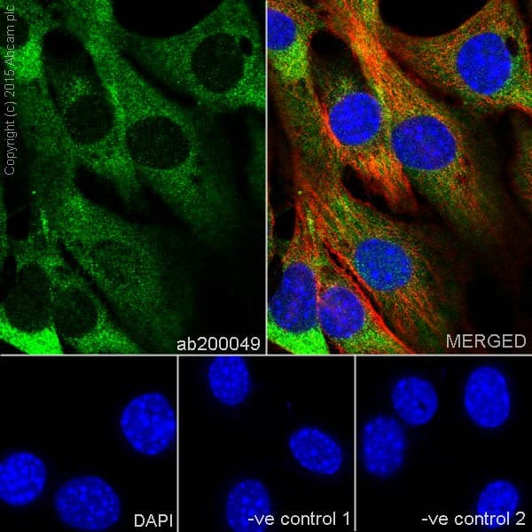 Anti-Aldolase+Aldolase C antibody [EPR19355] - BSA and Azide free(AB251296)