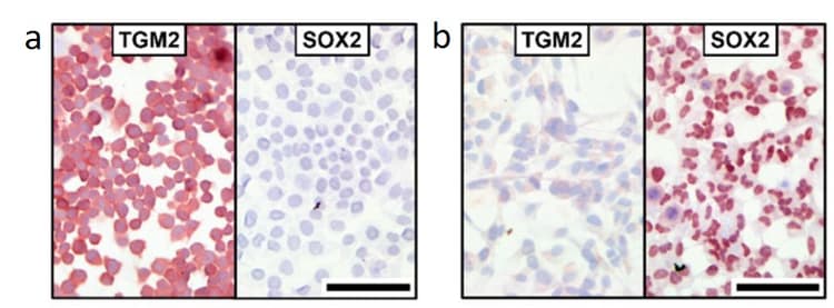 AEC Substrate Kit(ab64252)