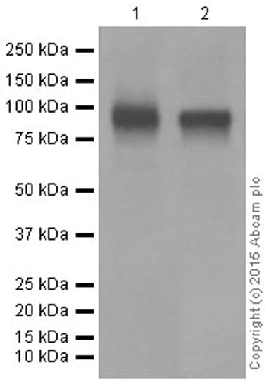 Anti-CD19 antibody [EPR5906](AB134114)