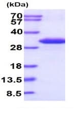 Ab102019  Sds Page Img96339