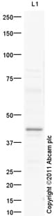 Goat Rabbit Igg H L Hrp Preadsorbed Ab97080  Western Blot Img99080