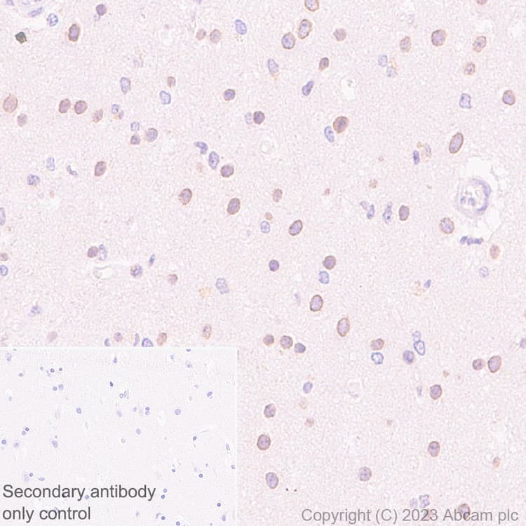 Ranbp2 Antibody Epr28204 62 Bsa And Azide Free Ab314326  Immunohistochemistry Formalin Pfa Fixed Paraffin Embedded Sections Img421486