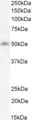 Foxg1 Antibody Ab3394  Western Blot Img418918