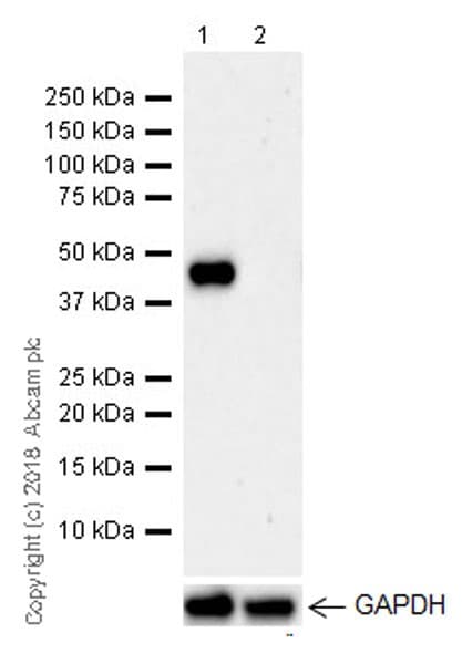 Anti-LINE-1 ORF1p antibody [EPR21844-108](AB216324)