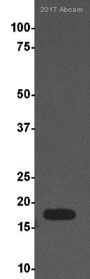Anti-Histone H3 (di methyl K9) antibody [mAbcam 1220] - ChIP Grade(AB1220)