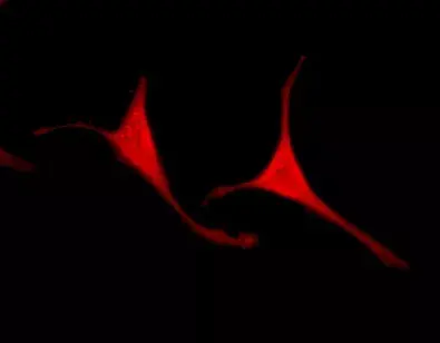 Anti-VCP antibody [EPR3307(2)](AB109240)